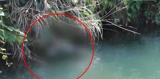 【贵州省遵义市湄潭县死亡病例已蔓延11地_湄潭 遵义】