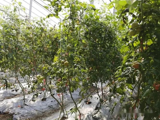 安徽省宿州市泗县最新数据播报：寻找同轨迹人员的简单介绍