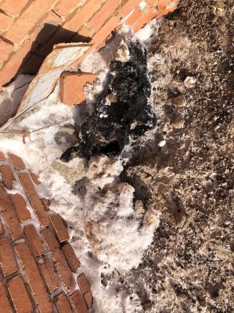 【苏尼特左旗本土确诊已回落17地_苏尼特左旗吧】