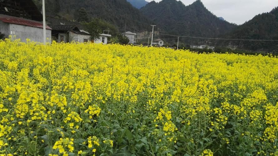 【湖南省张家界市桑植县疫情解封最新消息_张家界桑植县封城了没】